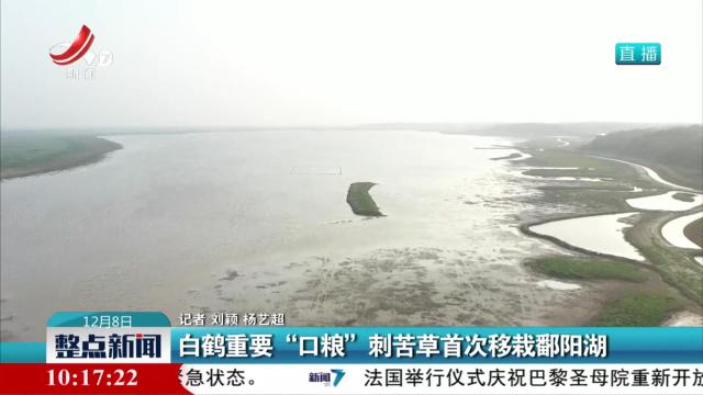 白鹤重要“口粮” 刺苦草首次移栽鄱阳湖
