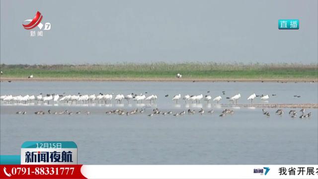 鄱阳湖南矶湿地迎来候鸟迁徙高峰期