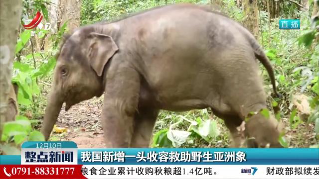 我国新增一头收容救助野生亚洲象