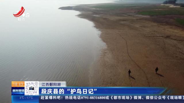 江西鄱阳湖：段庆县的“护鸟日记”