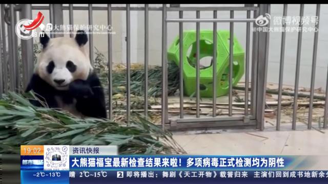 大熊猫福宝最新检查结果来啦！多项病毒正式检测均为阴性