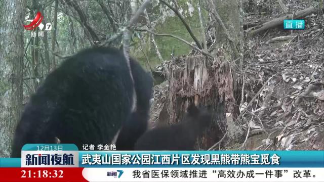 武夷山国家公园江西片区发现黑熊带熊宝觅食