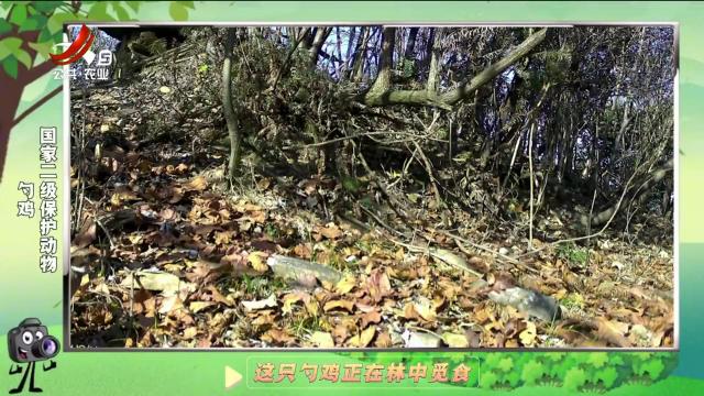 绿野秘踪20241229