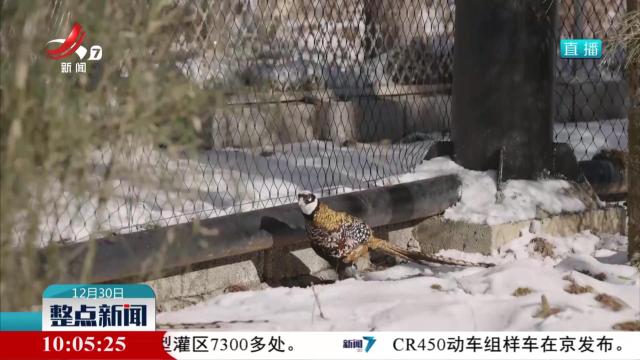白冠长尾雉自然孵化幼鸟进入野化训练阶段