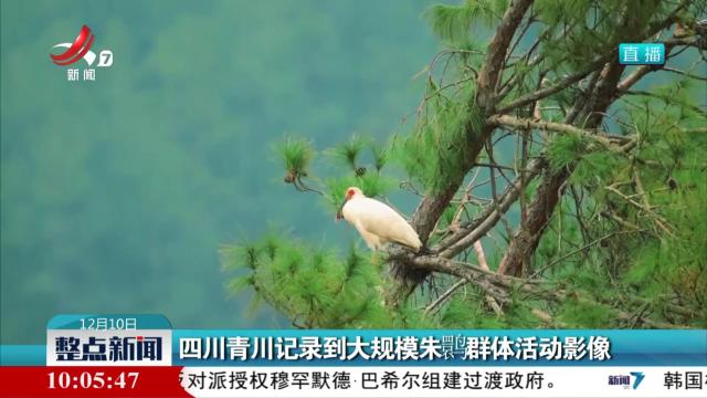 四川青川记录到大规模朱鹮群体活动影像