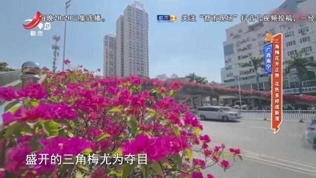 广西南宁：三角梅花开正艳 花色多样成新宠