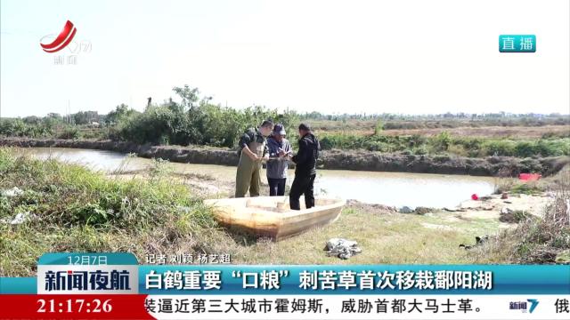 白鹤重要“口粮” 刺苦草首次移栽鄱阳湖