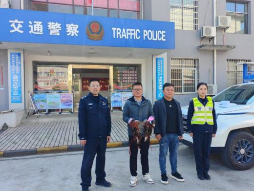 江西上高：放飞两只国家三有保护鸟类环颈雉