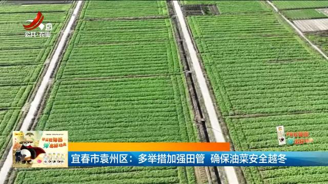 宜春市袁州区：多举措加强田管 确保油菜安全越冬