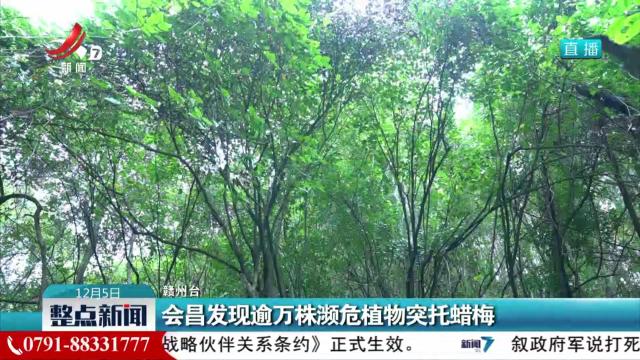 会昌发现逾万株濒危植物突托蜡梅