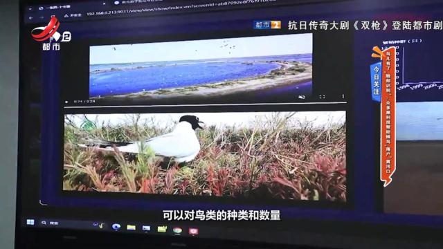 今日关注：鸟儿有了“脸部识别”？众多黑科技帮助候鸟“落户”黄河口