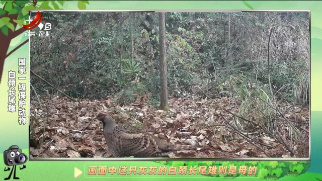 绿野秘踪20241223