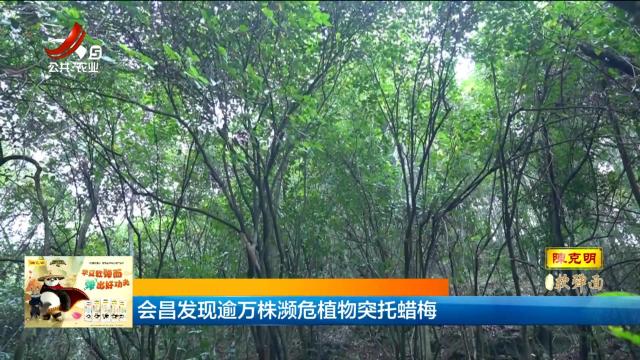 会昌发现逾万株濒危植物突托蜡梅