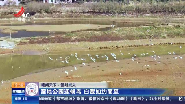 【赣闻天下】赣州崇义：湿地公园迎候鸟 白鹭如约而至