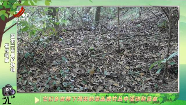 绿野秘踪20241218