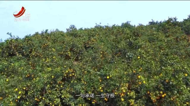 一句承诺 一生守根20241229
