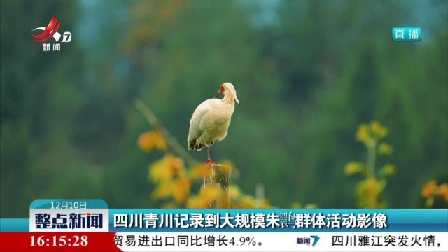 四川青川记录到大规模朱鹮群体活动影像