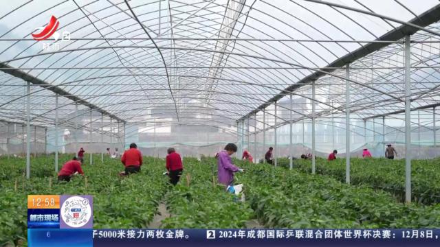 【赣闻天下】赣州石城：大棚辣椒采摘忙 产销齐奏“椒”响曲