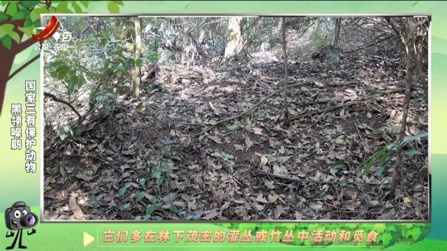 绿野秘踪20241221