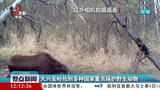 大兴安岭拍到多种国家重点保护野生动物