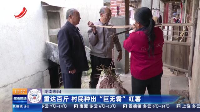 湖南耒阳：重达百斤 村民种出“巨无霸”红薯