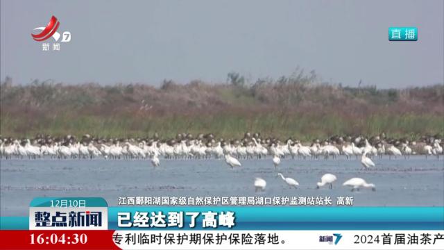 鄱阳湖迎来越冬候鸟高峰期 观鸟旅游成热点