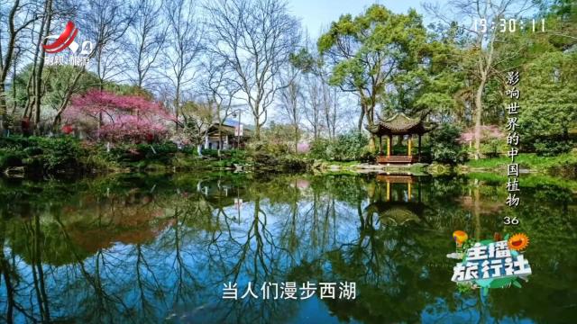 主播旅行社20241201 影响世界的中国植物36