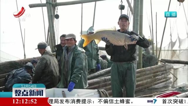 九江市柴桑区：冬捕忙 鱼满仓