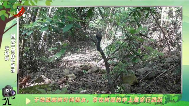 绿野秘踪20241213
