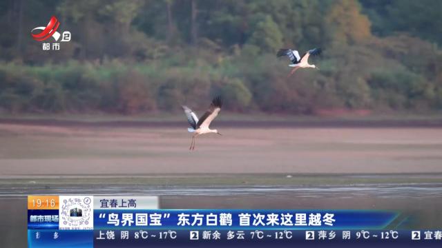 宜春上高：“鸟界国宝”东方白鹳 首次来这里越冬