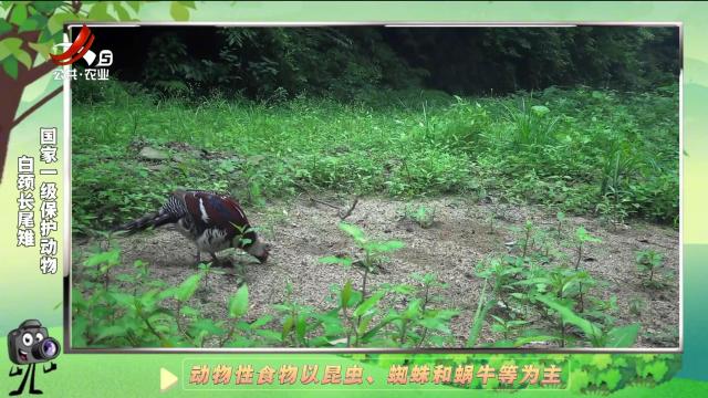 绿野秘踪20241231