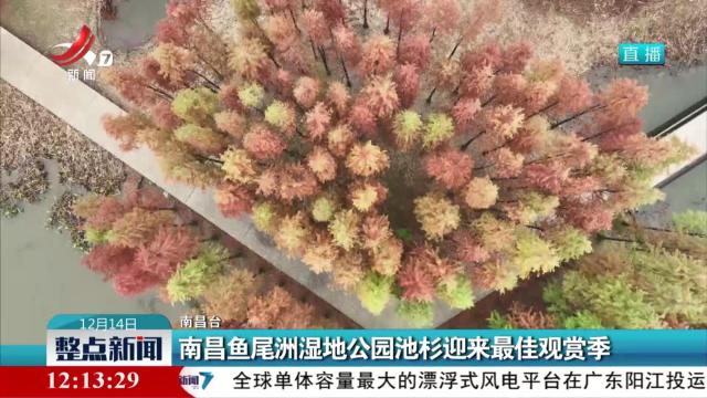 南昌鱼尾洲湿地公园池衫迎来最佳观赏季