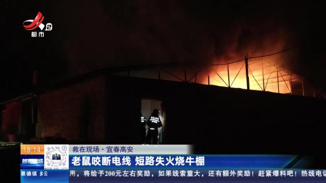 【救在现场】宜春高安：老鼠咬断电线 短路失火烧牛棚