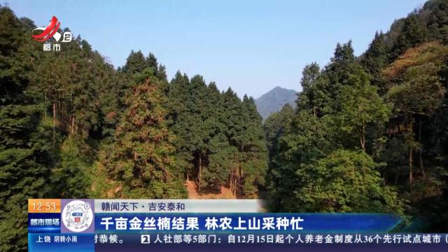 【赣闻天下】吉安泰和：千亩金丝楠结果 林农上山采种忙
