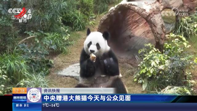 中央赠港大熊猫今天与公众见面