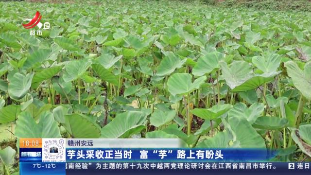 赣州安远：芋头采收正当时 富“芋”路上有盼头