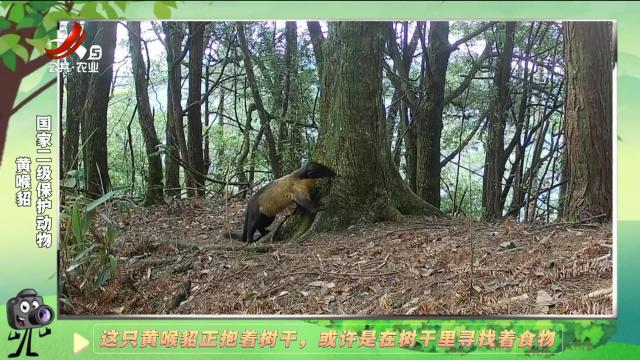 绿野秘踪20241207