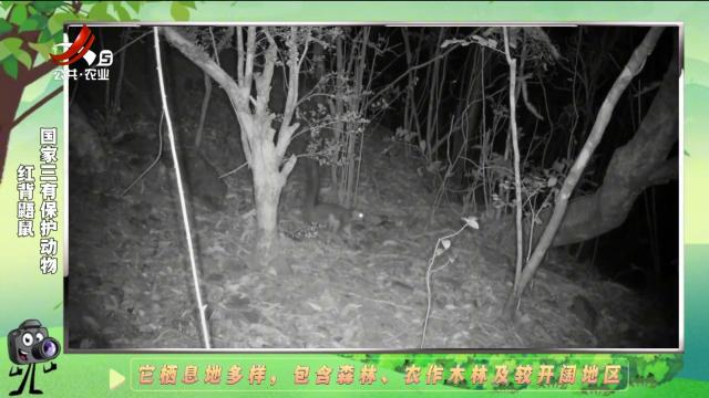 绿野秘踪20241217