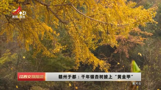 赣州于都：千年银杏树披上“黄金甲”