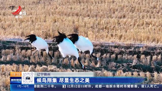 辽宁锦州：候鸟翔集 尽显生态之美