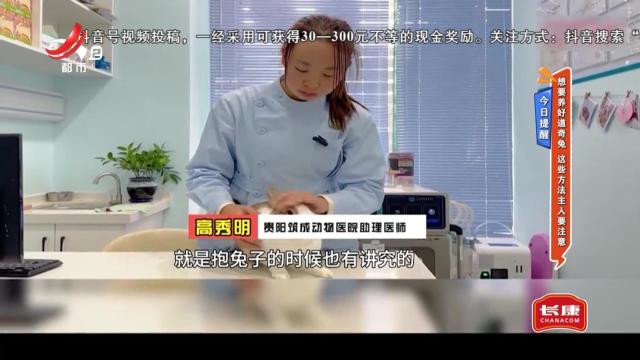 今日提醒——想要养好道奇兔 这些方法主人要注意
