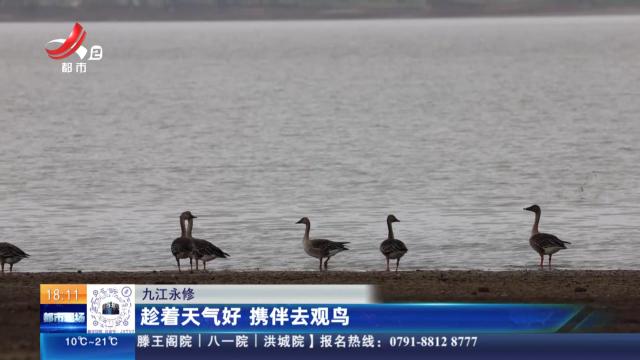 九江永修：趁着天气好 携伴去观鸟