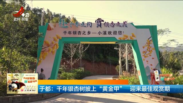于都：千年银杏树披上“黄金甲” 迎来最佳观赏期