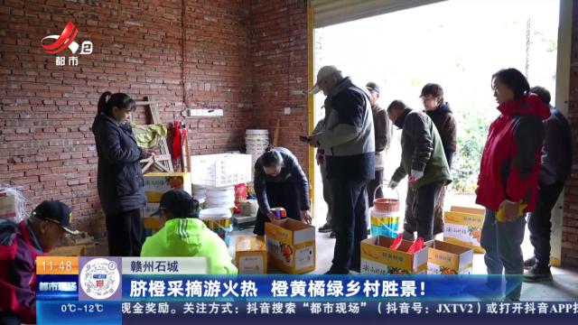赣州石城：脐橙采摘游火热 橙黄橘绿乡村胜景！