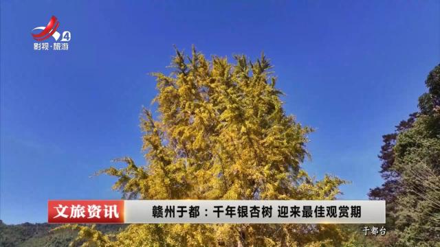 赣州于都：千年银杏树 迎来最佳观赏期