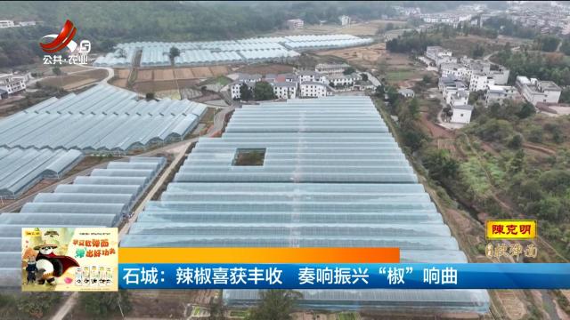 石城：辣椒喜获丰收 奏响振兴“椒”响曲