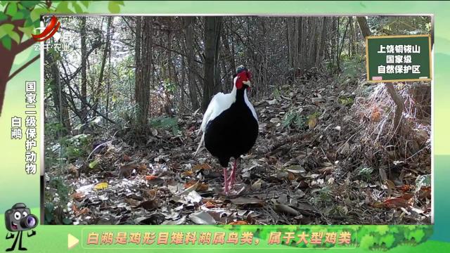绿野秘踪20241205