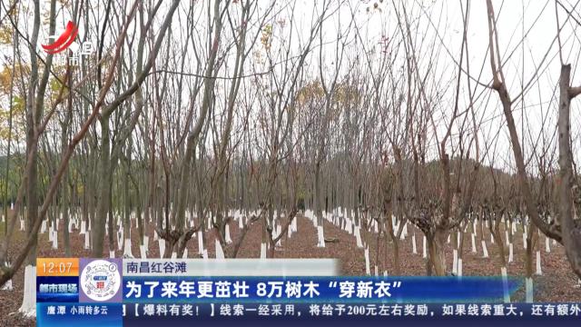 南昌红谷滩：为了来年更茁壮 8万树木“穿新衣”