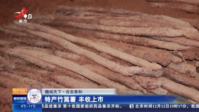 【赣闻天下】吉安泰和：特产竹篙薯 丰收上市