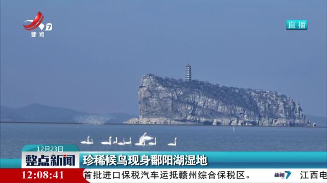 珍稀候鸟现身鄱阳湖湿地